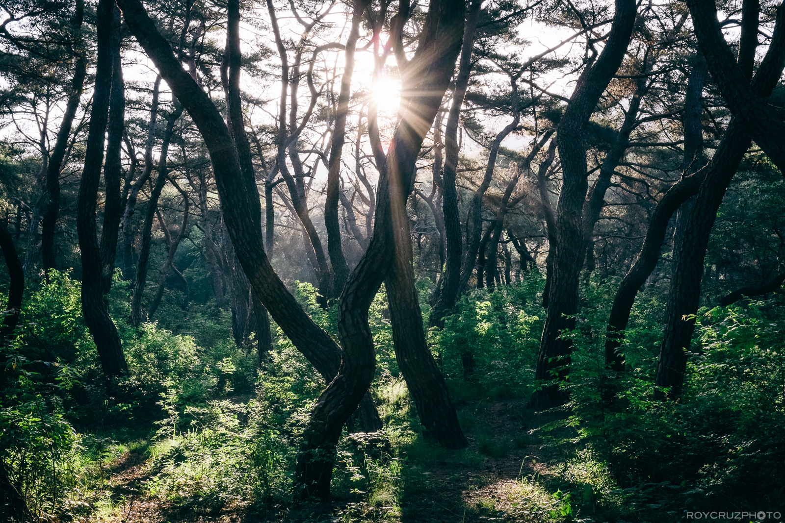 Gyeongju Samneung Forest 경주 삼릉숲