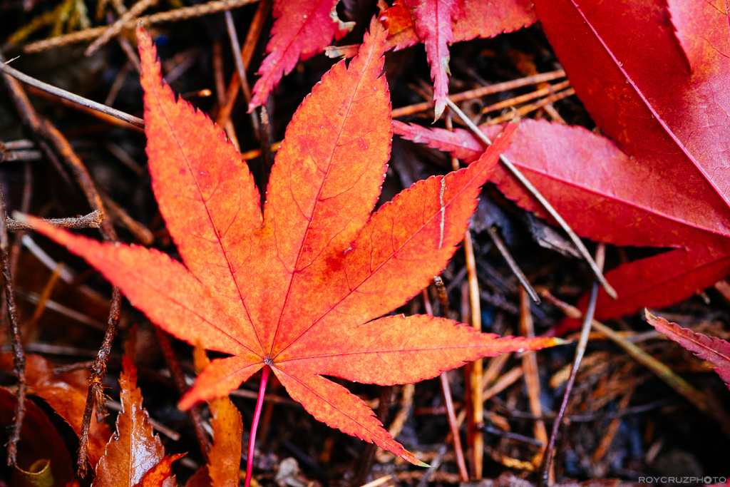 autumn-afternoon-on-mireukdo-3