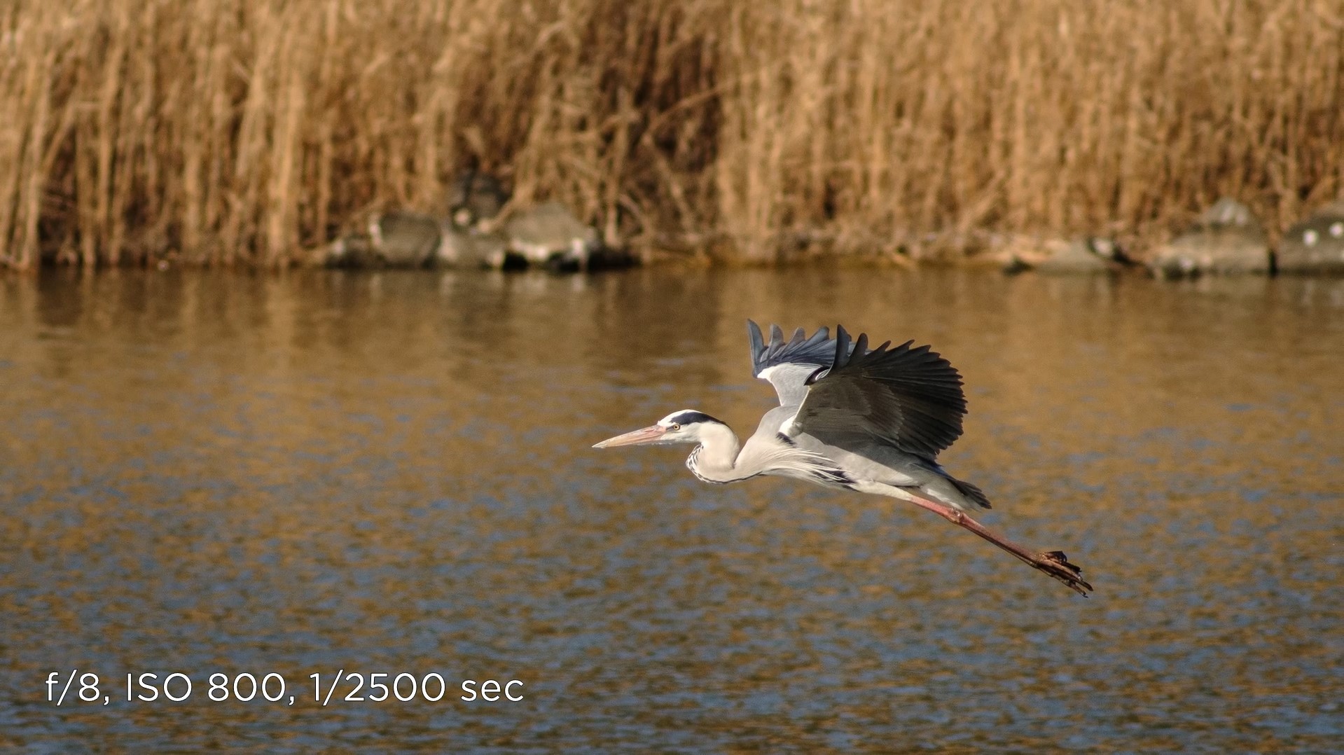 Bird Photography with a Manual Lens – Asahi Pentax SMC Takumar